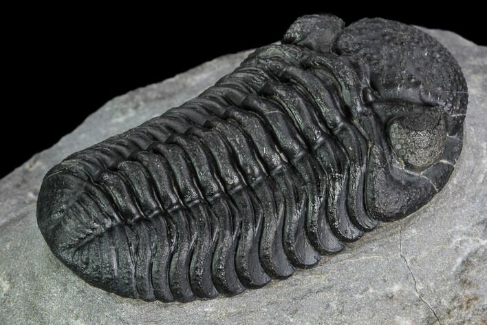 Detailed Austerops Trilobite - Nice Eye Facets #108483